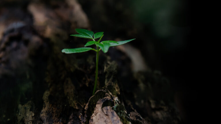 Small plant sprout growing near a fallen tree